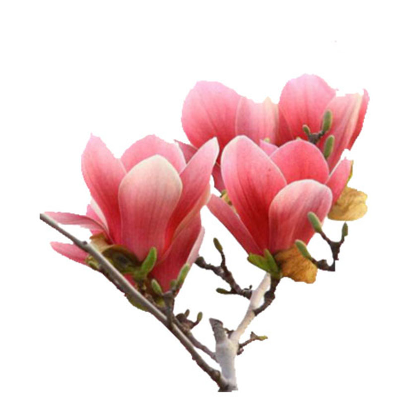 玉兰花树苗大型庭院娇红玉兰紫玉兰树苗盆栽绿化风景树苗景观树苗