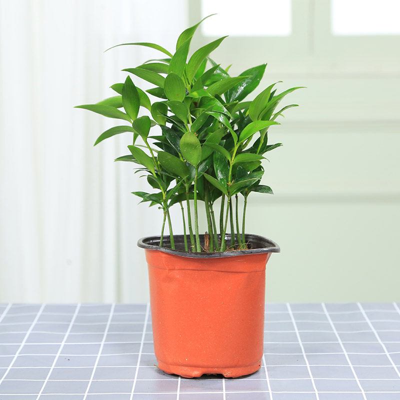 竹柏盆栽室内精品绿植10棵以上可分办公室创意绿植