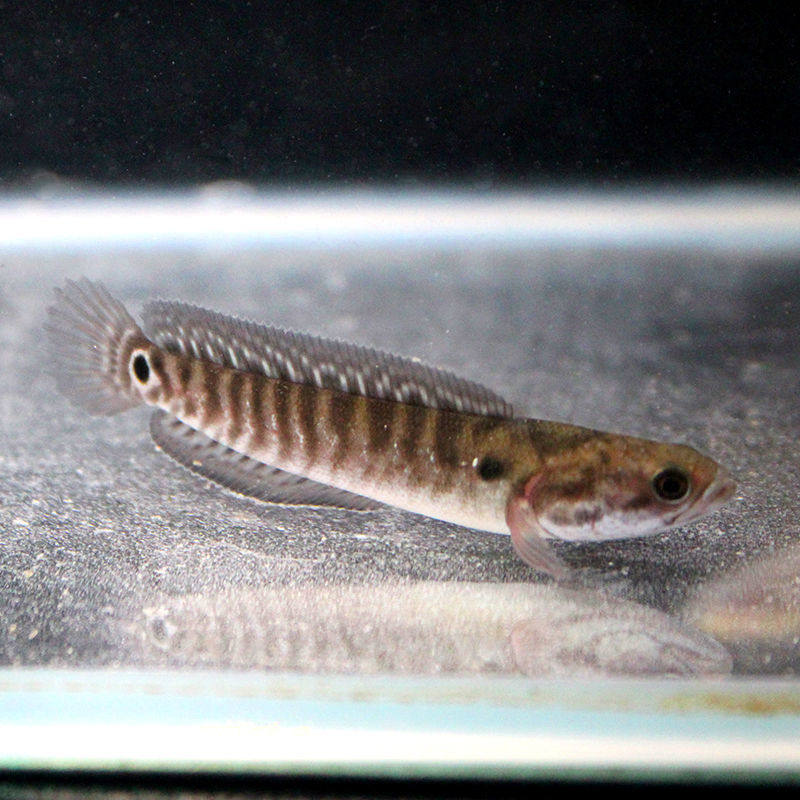 鱼苗七星月鳢山鱼花星鱼观赏观赏鱼鱼点冷水鱼淡水鱼