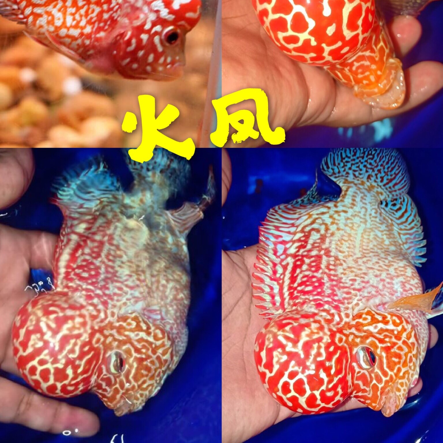 泰国进口观赏罗汉鱼泰金幻彩虹退沙红金花火凤蛇纹泰古典精品苗