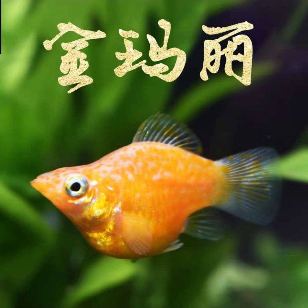 黑玛丽皮球活体玛丽月光鱼孔雀热带鱼观赏胎生热带鱼