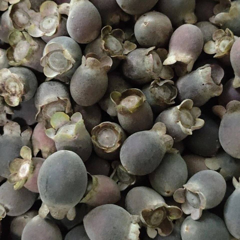 新鲜果捻桃金娘果山干稔果山果岗其他药食同源食品