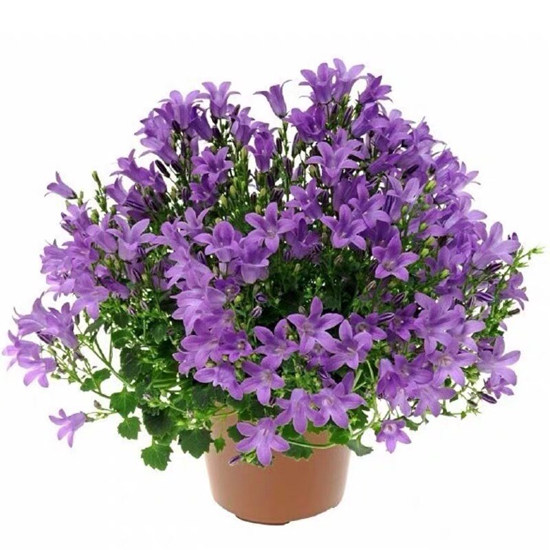 丹麦风铃重瓣鲜花盆栽阳台花卉植物花朵四季花卉