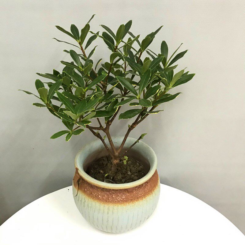 金边瑞香盆栽老桩浓香香型花卉植物室内客厅时令草本花卉