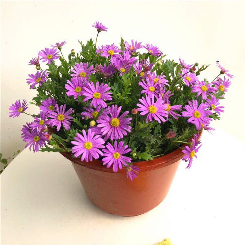 姬小菊盆栽花苗四季开花植物易爆盆庭院姬小菊带花包邮室内多色