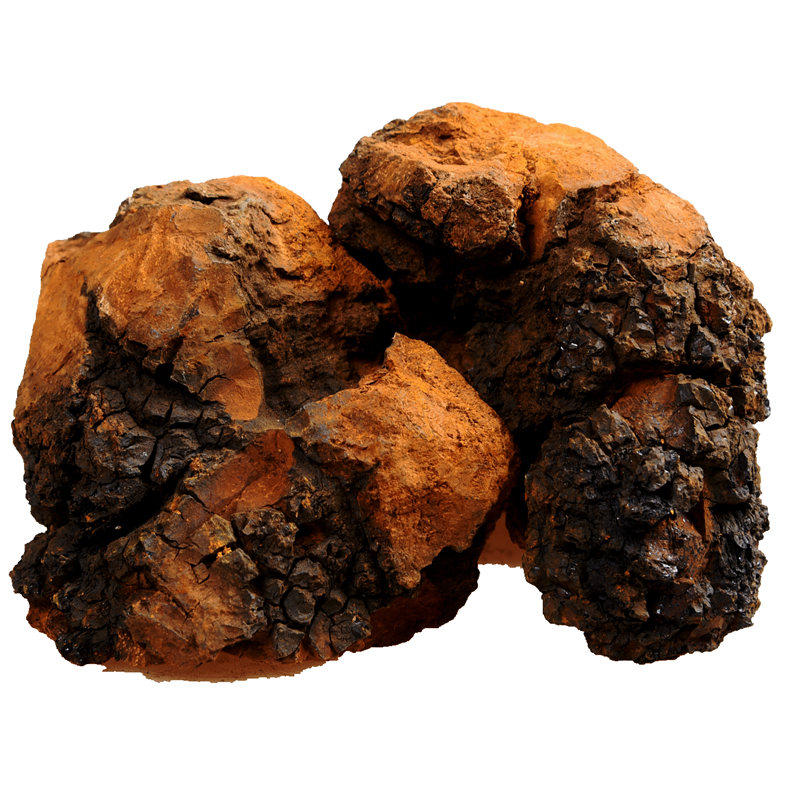 桦树林宝仙野生长白山桦褐孔菌茶白桦黑金俄罗斯整枝灵芝