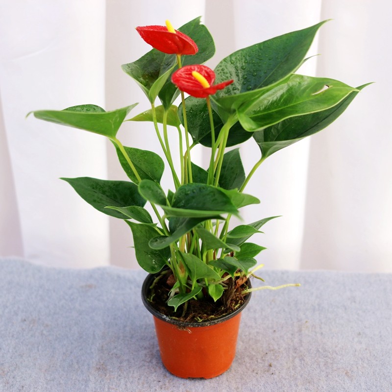 红掌白掌绿植卧室客厅花卉活水盆栽易活水好养绿植