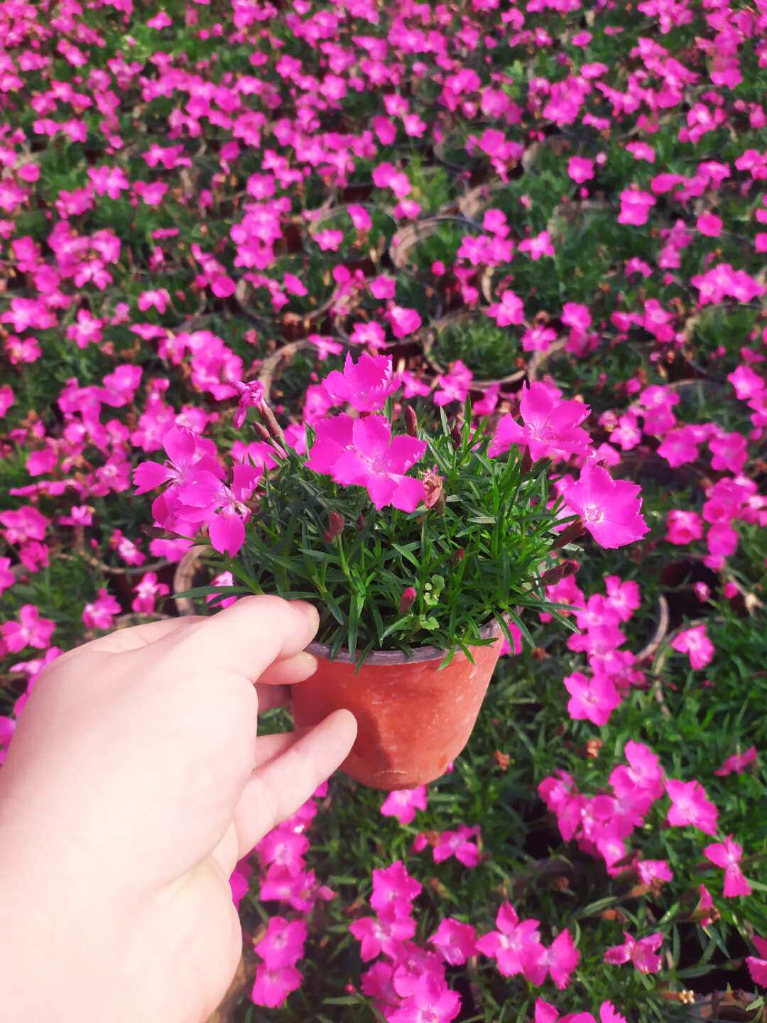 初吻石竹小盆盆栽欧石竹粉花苗室内庭院春季花卉