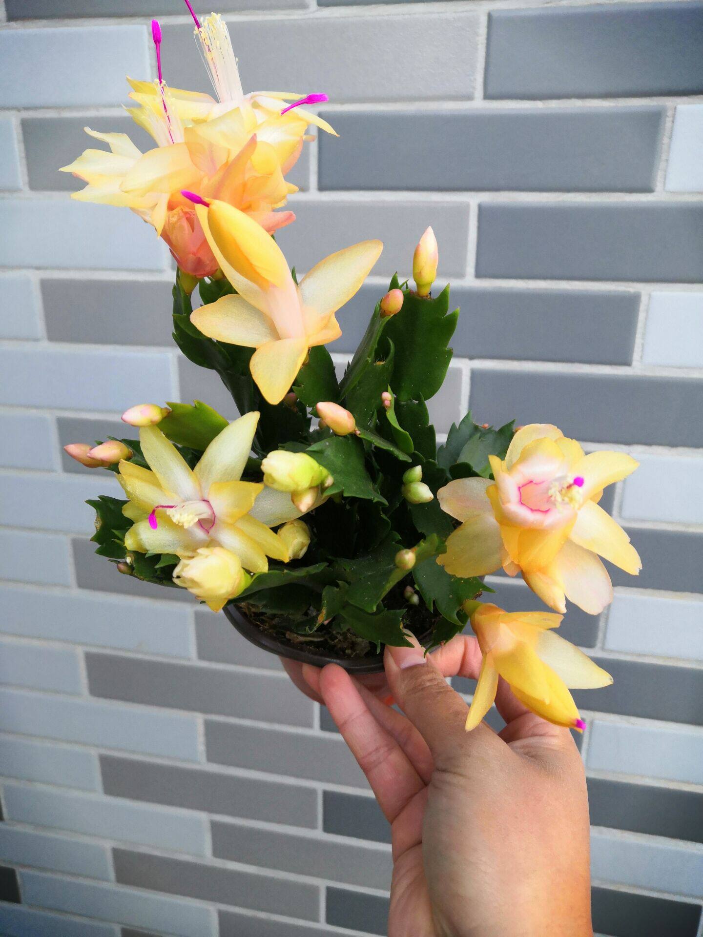 黄色蟹爪兰黄金蟹爪兰带花苞盆栽金媚索菲亚收到没有花苞不要钱