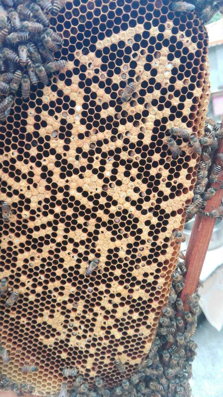 蜜蜂烂子蜂脾康复粒(1瓶1包邮)