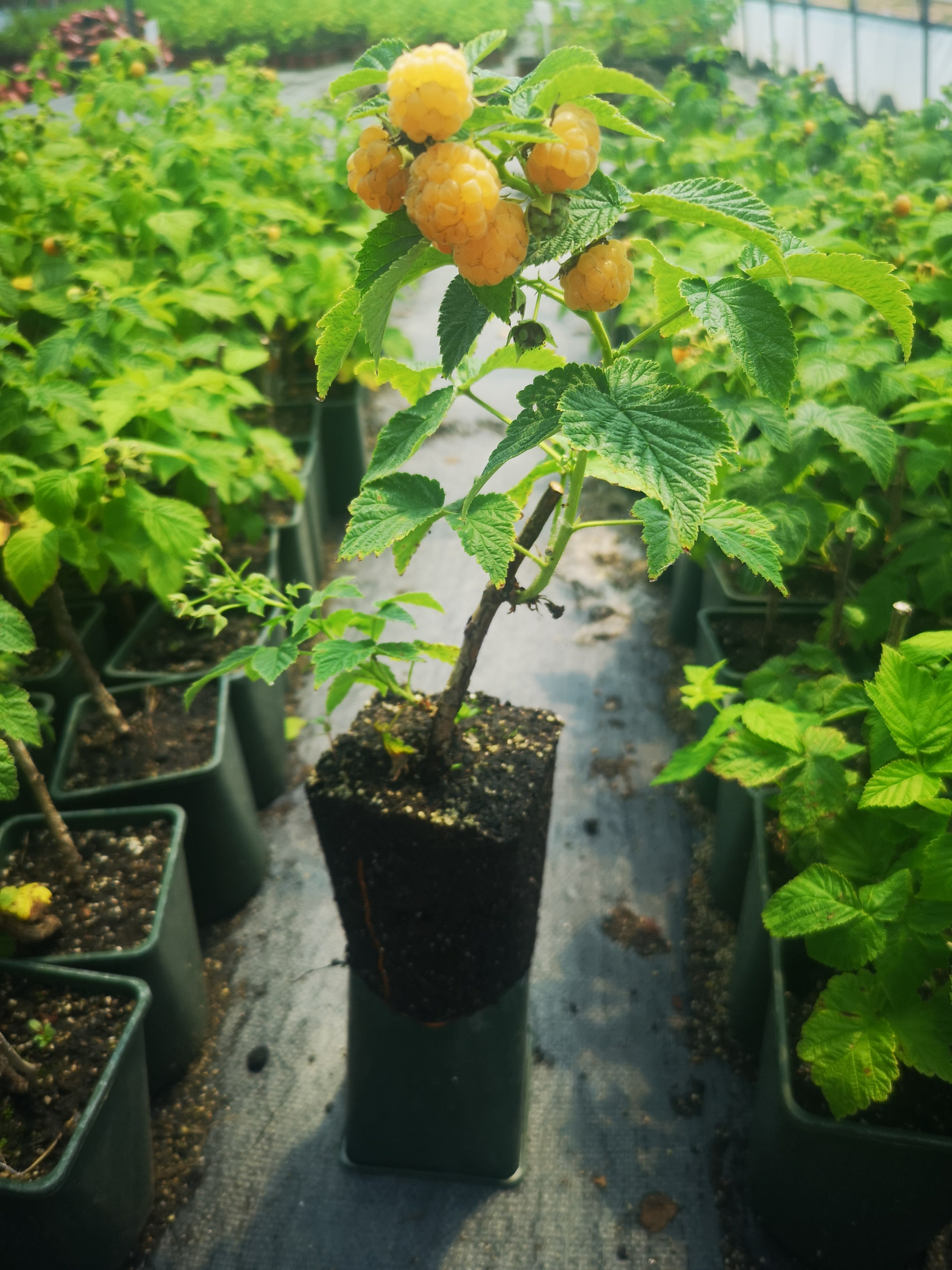 树莓黄树莓树苗双季苗黄果树南北方种植盆栽当年果树