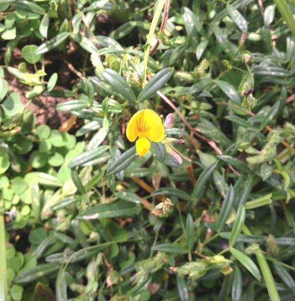 野生现采新鲜丁葵草新鲜人字草铺地500克农技服务