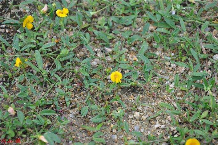 清肺消炎丁葵草人字干货铺地500克农技服务