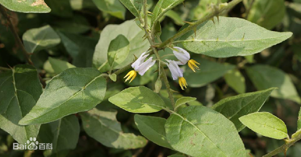 耳环野生新鲜金耳环海南扣子500克农技服务