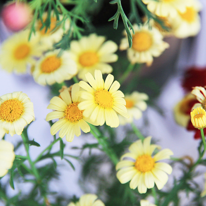 玛格丽特花苗菊花盆栽四季开花室内阳台庭院花卉时令草本花卉