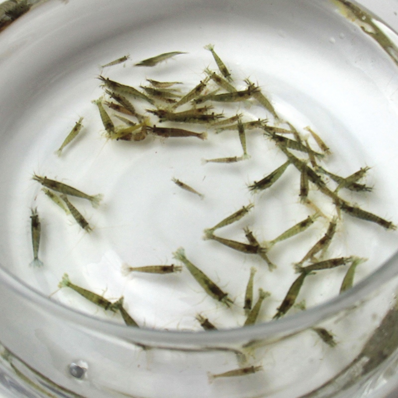 乌龟活虾小虾米龟粮鳄龟饲料观赏淡水清理鱼缸虾