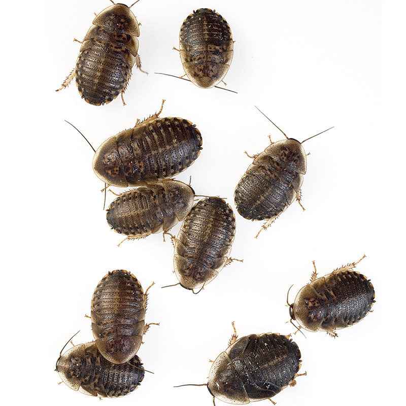 杜比亚比亚蟑螂繁殖幼体守宫龙鱼活饵饲料爬虫