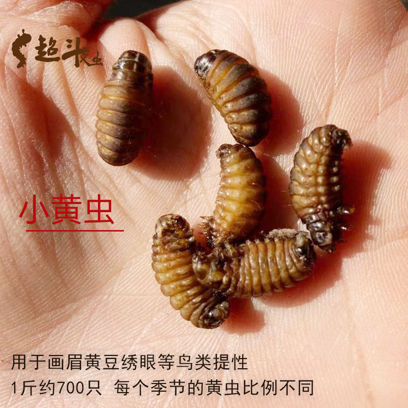 小黄斗鸟食虫画眉鸟公虫虫小皮虫小皮变黄半斤鸟食