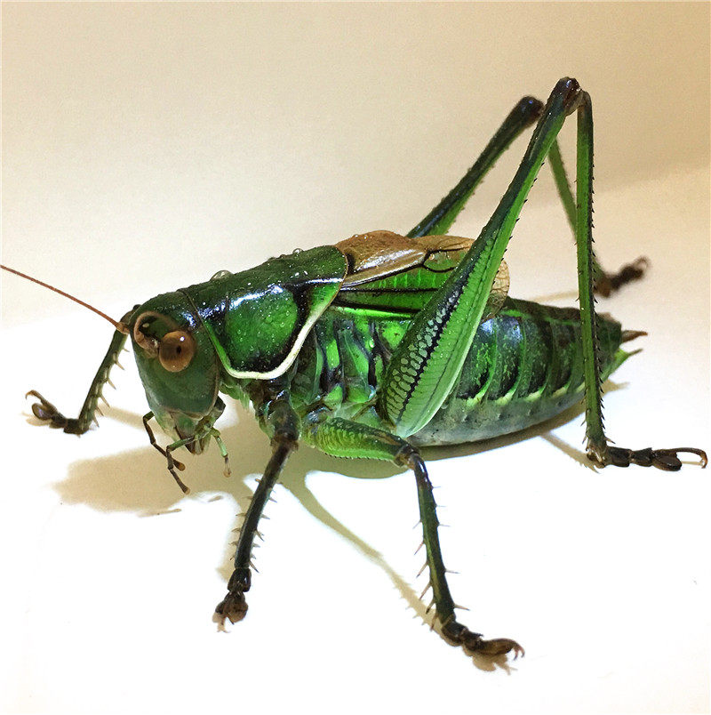 2只包邮蝈蝈活 鸣虫超大新脱铁皮山青翠绿春母蝈蝈爬虫宠死亡包赔