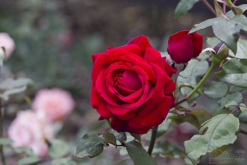 红玫瑰花苗红色玫瑰花系列卡罗拉切花月季盆栽地栽时令草本花卉