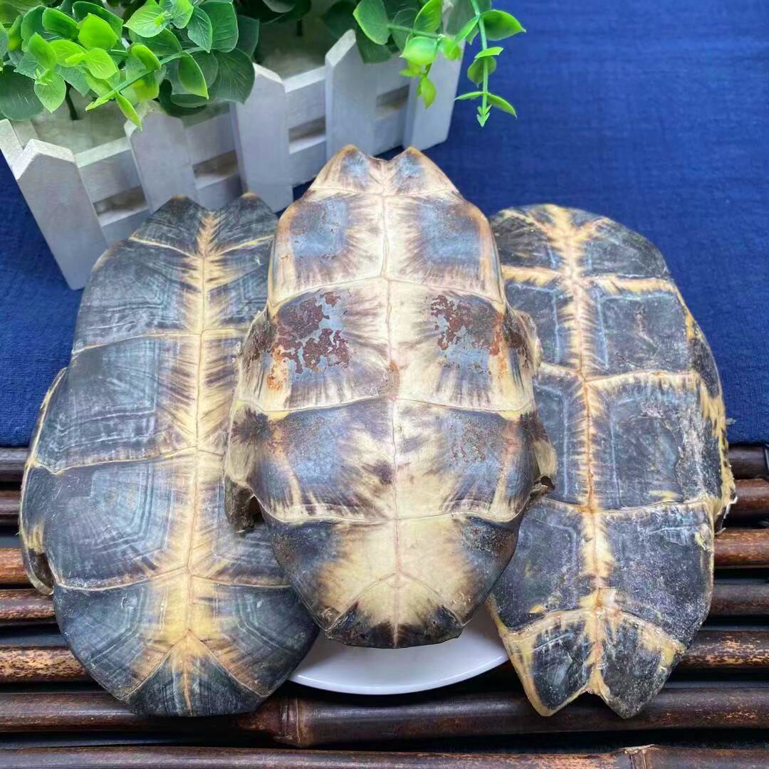 龟板500g散装生龟板片龟壳龟下甲龟底板非醋其他药食同源食品