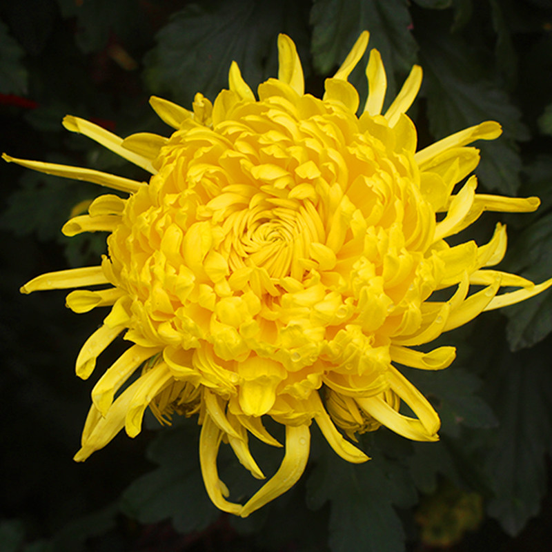 皇菊婺源山菊黄山菊徽州黄菊2发大黄一杯一朵代用