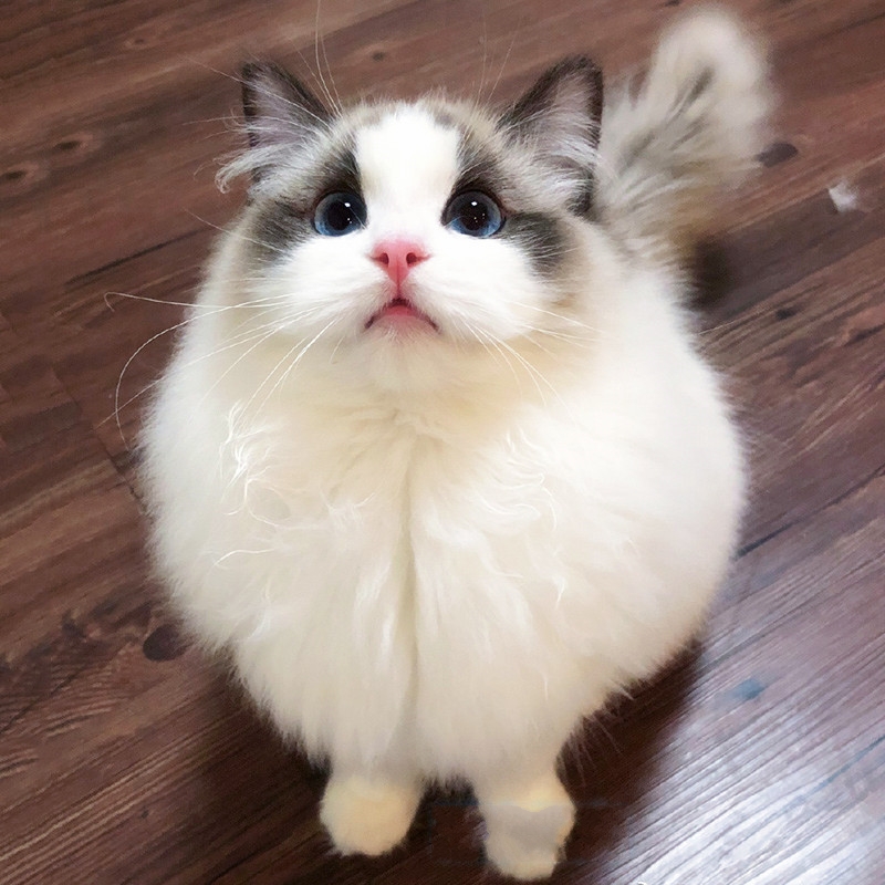 布偶猫幼猫纯种宠物猫幼小型可爱仙女海双蓝双猫咪猫咪