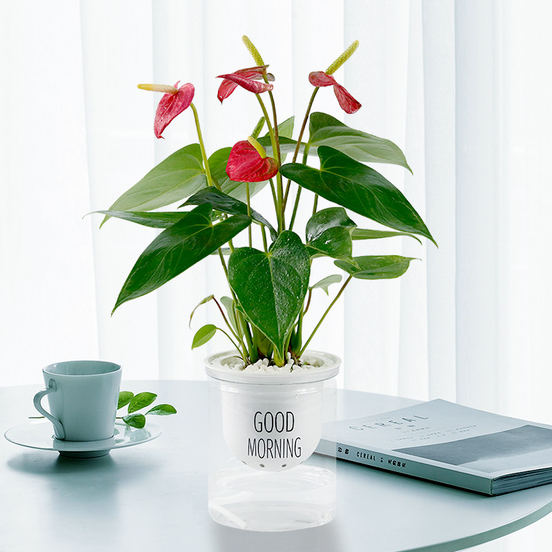 红掌白掌四季花卉绿植水培懒人人好养易室内花卉