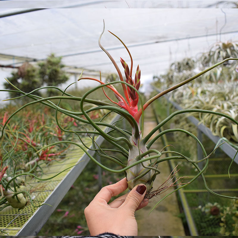 不梨不弃空气凤梨章鱼蝴蝶大型品种无土植物其它园艺用品