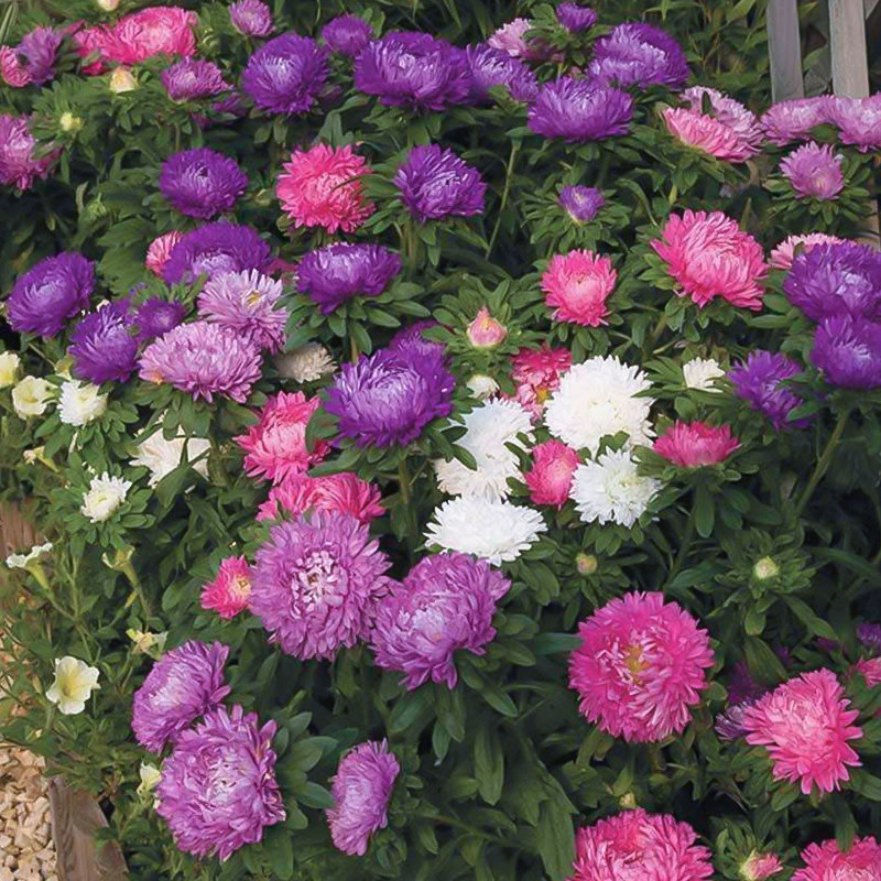 进口翠菊菊花种子重瓣大花阳台小姐系列四季家庭园艺种子