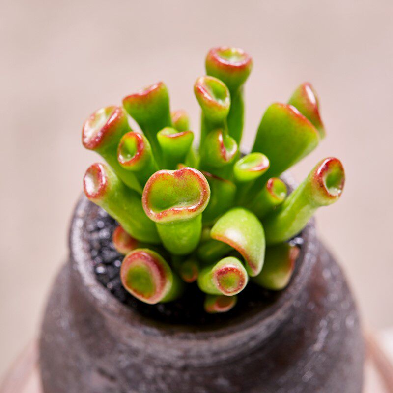 多肉花卉招财猫吸财又名筒叶花月大老趣味观叶型蟹八件