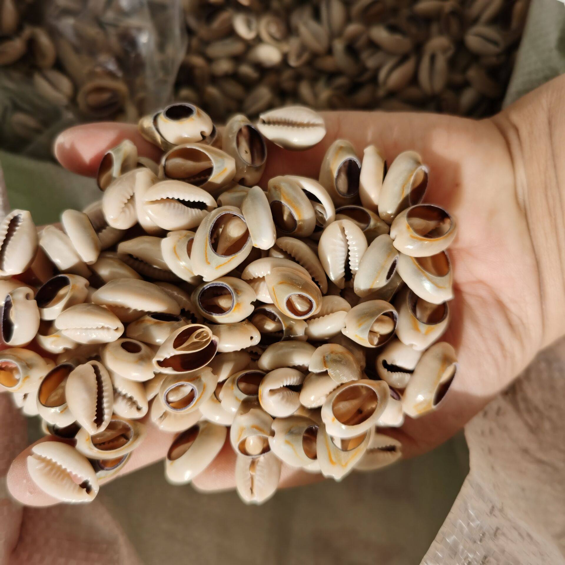 金边天然海螺壳贝贝壳切片螺切顶配件diy材料海螺