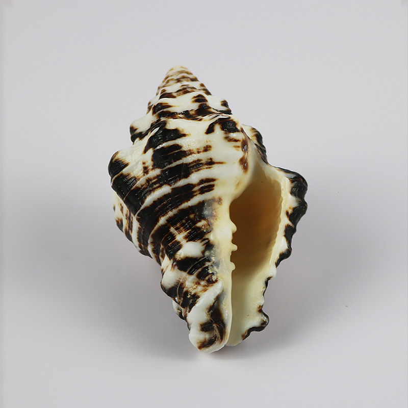 天然海螺贝壳拳螺鱼缸装饰品水族箱造景海边标本海螺