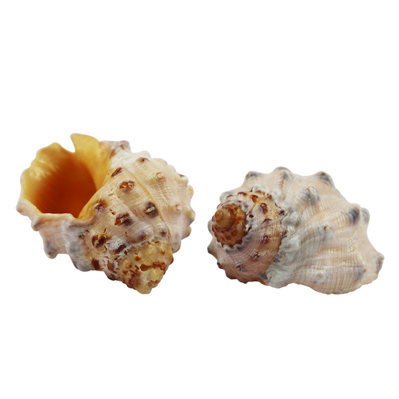 天然海螺贝壳荔枝螺卷贝鱼寄居专用替换珍珠海螺