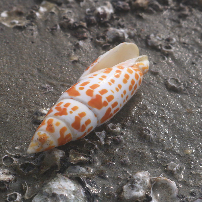 天然螺贝笔螺锦鲤红笔造景鱼缸地台摄影道具海螺