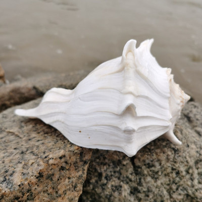 【螺贝艺】包邮天然大海螺贝壳左旋螺观音螺祭祀法器佛器纪念品