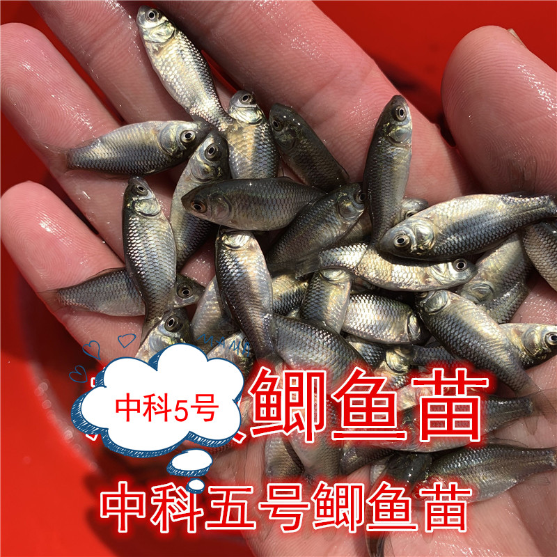 中科5号鲫鱼苗鱼塘养殖淡水鱼苗白鲫鱼苗银鲫鱼苗活体包邮