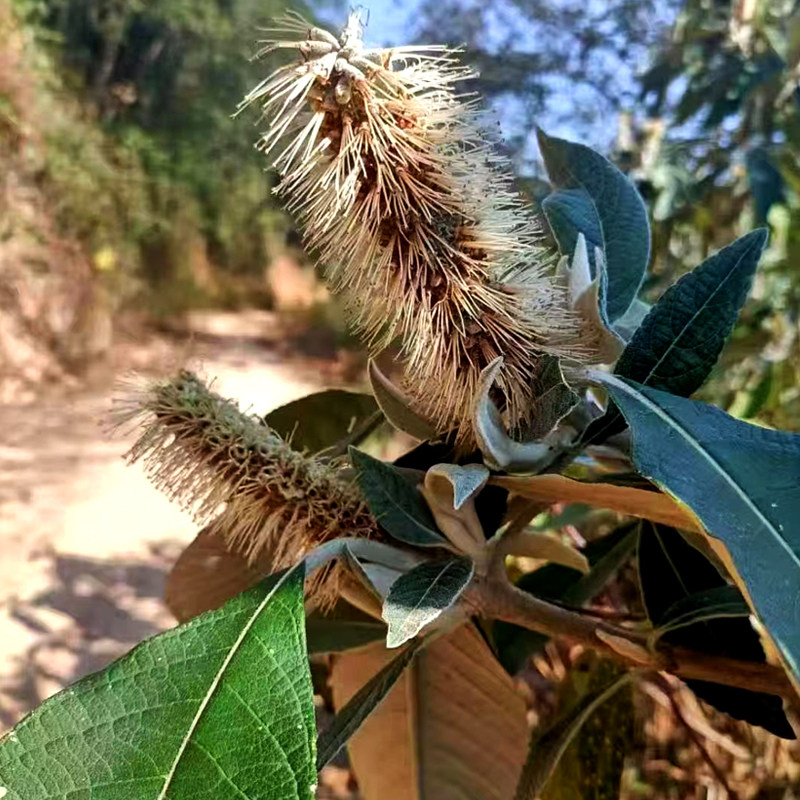 2022云南野生高山深山天然米团花花素纯正黑蜂蜜