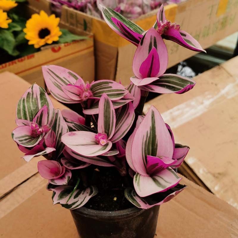 胭脂室内花卉叶花卉垂吊观盆栽桌面草锦紫露吊兰绿植