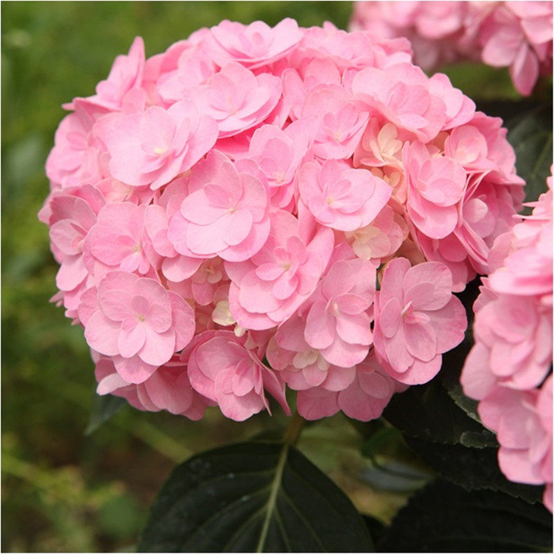 花芬铆钉绣球花苗盆栽八仙仙花阳台庭院耐寒花卉