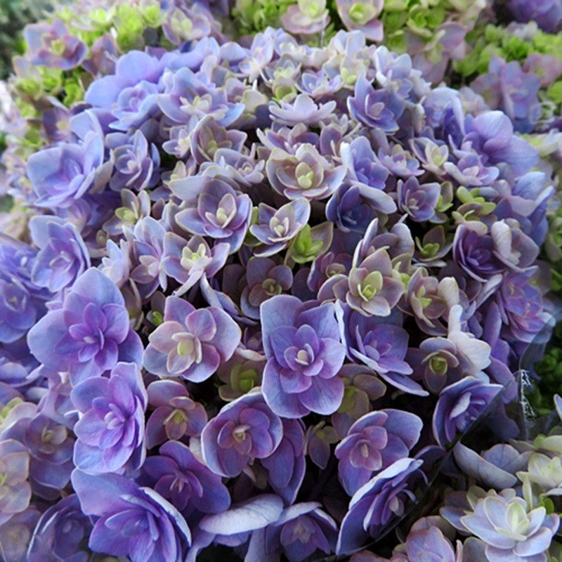 花芬坊你我的惊喜绣球花苗盆栽八仙仙花阳台时令草本花卉