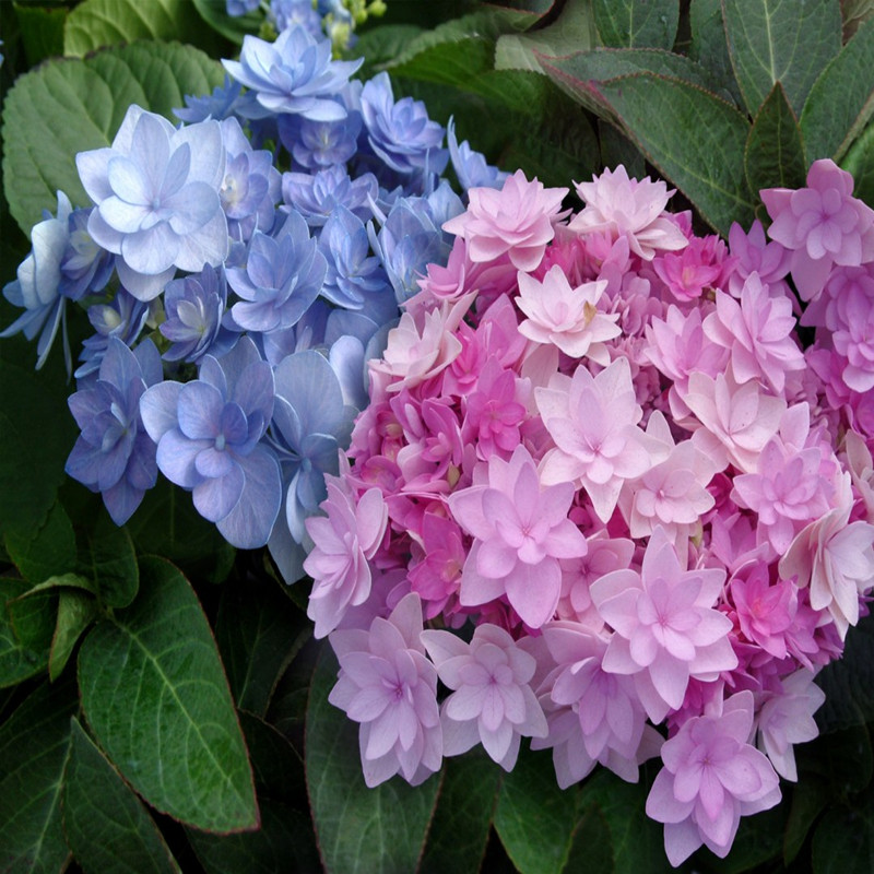 花芬坊你我的惊喜绣球花苗盆栽八仙仙花阳台时令草本花卉
