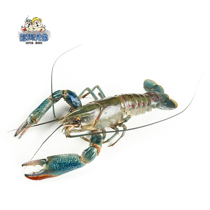 龙虾空运直达淡水澳龙澳洲蓝龙1斤鲜活活虾活虾