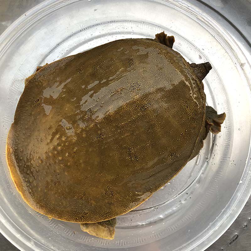 3斤中华鱼水老鳖团黑花王八野养生态5年食用甲鱼