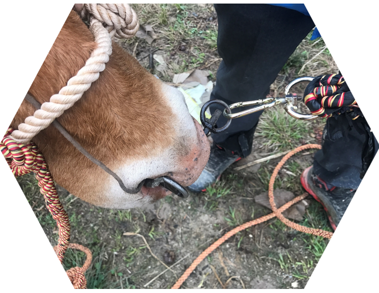 转环牛鼻扣旋养殖用品转扣登山扣羊绳牛万向节挂扣