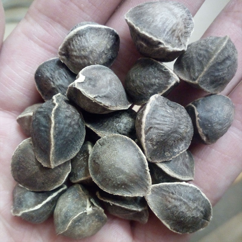 云珍辣木籽印度进口pkm农家精选特级散装正宗食用种子500g1斤包邮