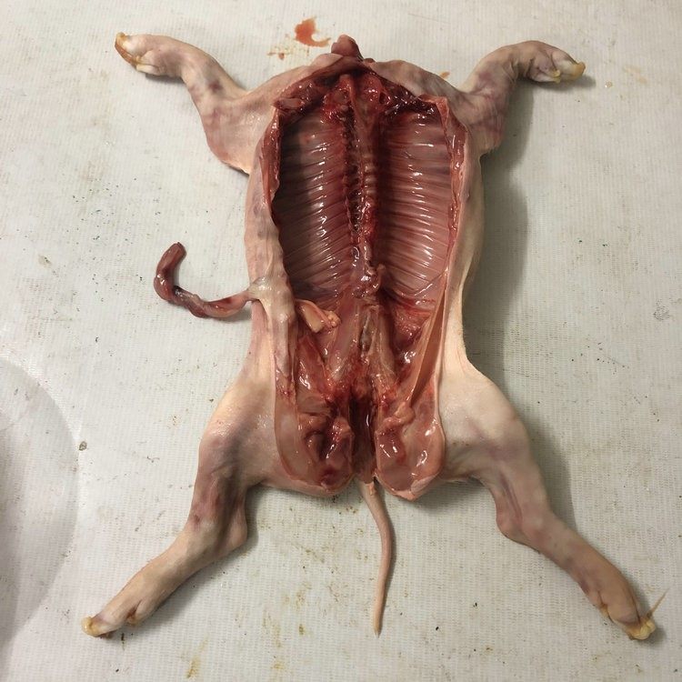 猪胎小猪猪食烤乳脆皮1斤多全猪小耳朵乳猪香猪手机保护套