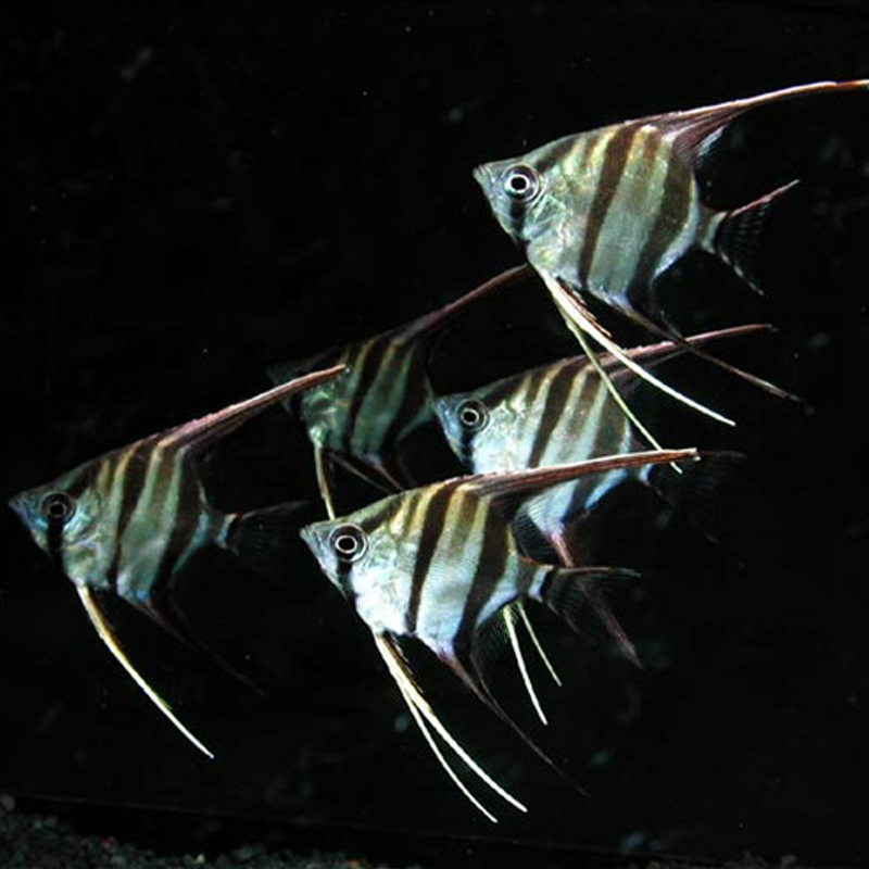 神仙仙鱼七彩神仙燕鱼秘鲁热带观赏鱼墨燕蓝魔小型鱼