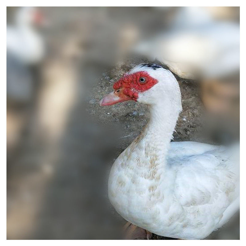 农家散养红脸番鸭肉散养土鸭红嘴鸭肉现杀新鲜生鸭肉