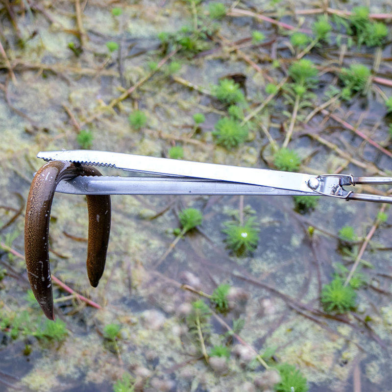 新款防滑黄鳝泥鳅鳝鱼钳赶海神器不锈钢夹蛇加长控鱼钳